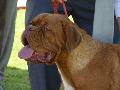 Dogue de Bordéus