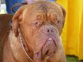 Dogue de Bordéus