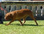 Dogue de Bordéus