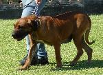 Cães