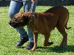 Cães