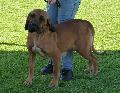 Fila Brasileiro
