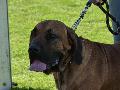 Fila Brasileiro