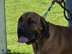 Cães