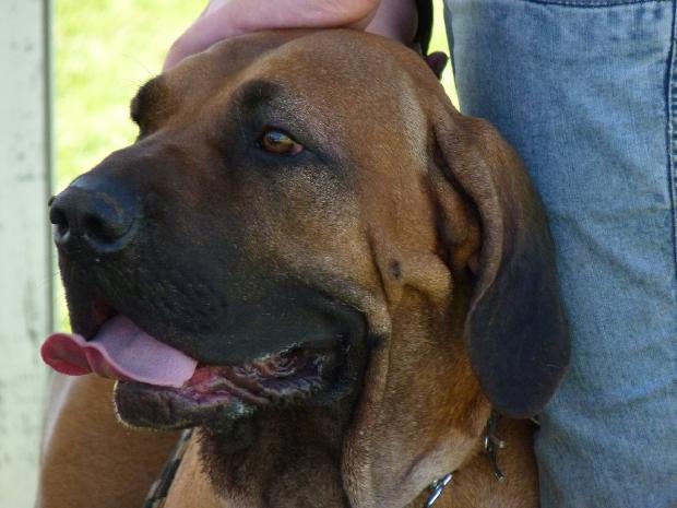 Fila Brasileiro
