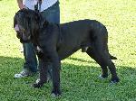 Cães