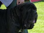 Cães