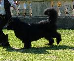 Cães