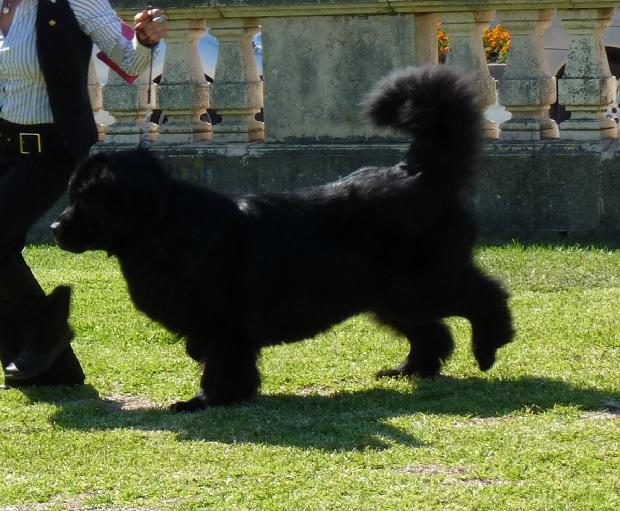 Cão da Terra Nova