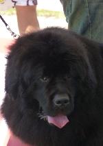 Cães