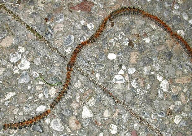 Lagartas processionárias