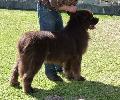 Cão da Terra Nova