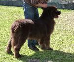 Cães