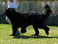 Cão da Terra Nova