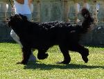 Cães