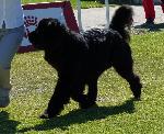 Cães