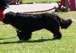 Cães