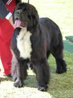 Cães