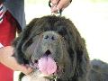 Cão da Terra Nova