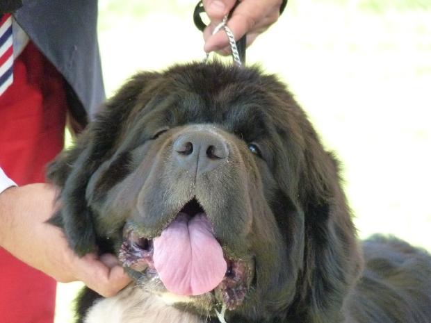 Cão da Terra Nova