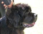 Cães