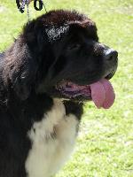Cães