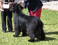 Cão da Terra Nova