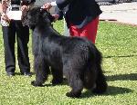 Cães