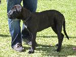 Cães