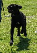 Cane Corso Italiano