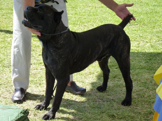 Cane Corso Italiano