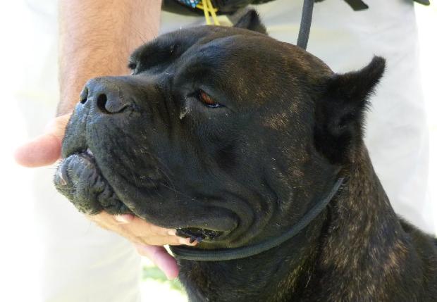 Cane Corso Italiano