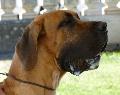 Dogue Alemão