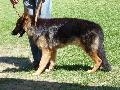 Cão de Pastor Alemão
