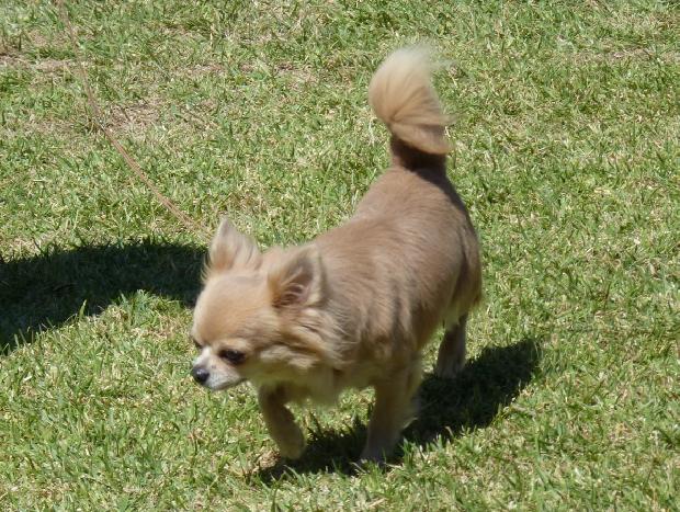 Chihuahua de Pêlo Comprido