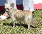 Cães