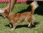 Cães