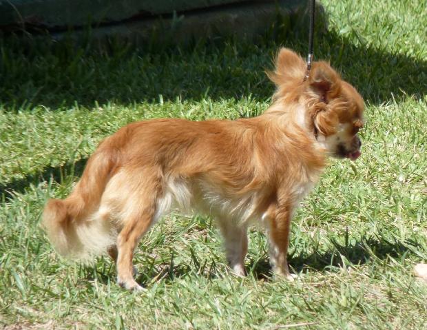 Chihuahua de Pêlo Comprido