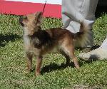 Cães