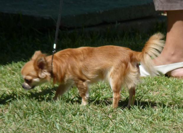 Chihuahua de Pêlo Comprido