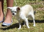 Cães