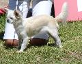 Chihuahua de Pêlo Comprido