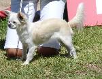 Cães