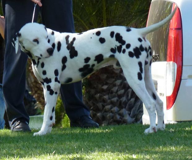 Dálmata
