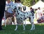 Cães