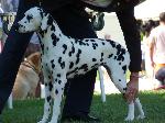 Cães