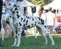Cão da Dalmácia