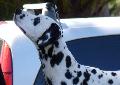 Cão da Dalmácia