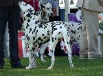 Cães