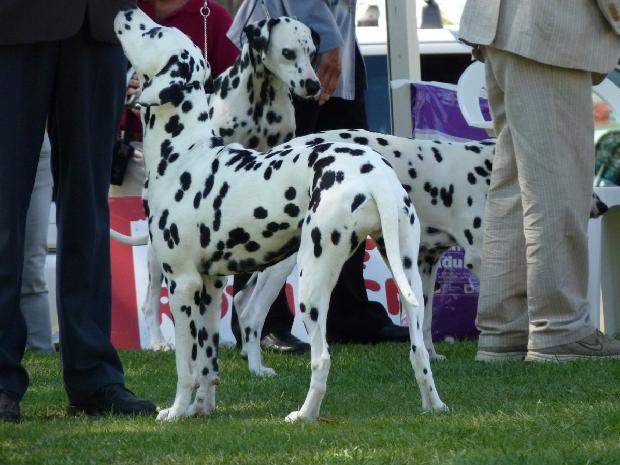 Cão da Dalmácia